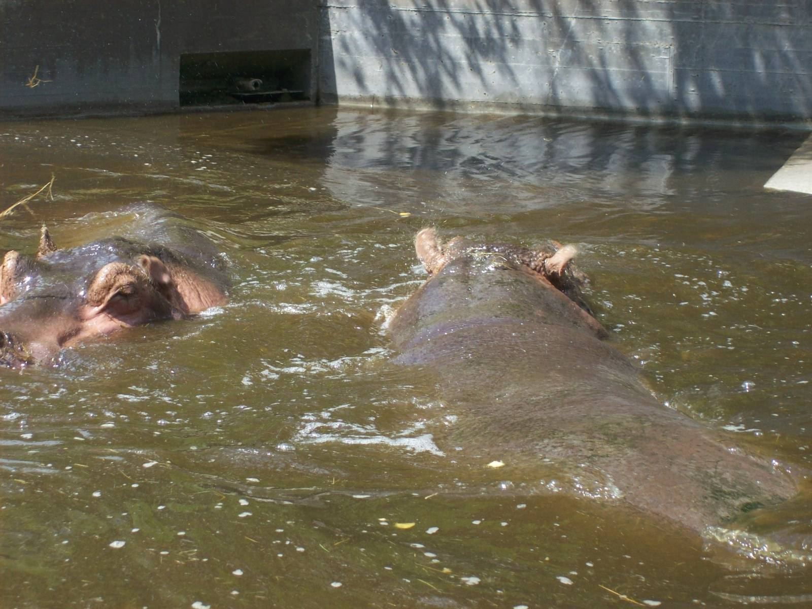 hippo pond