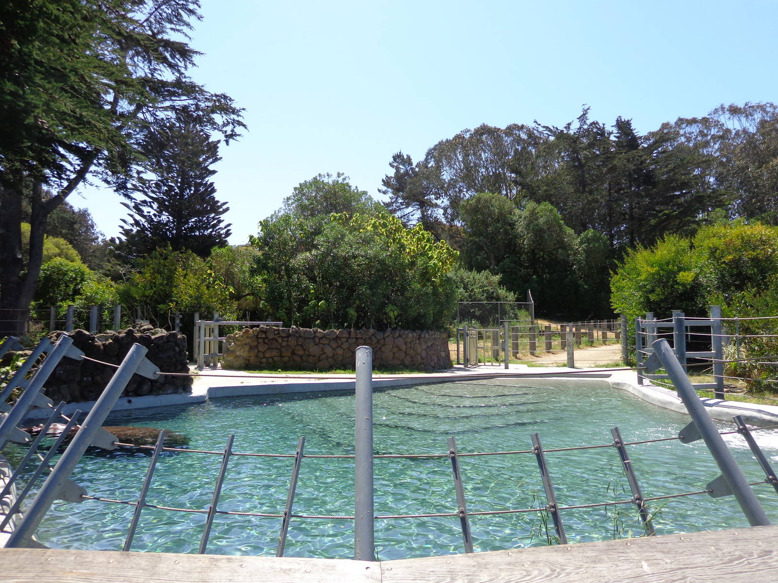 Hippo Pool #1 (2013)