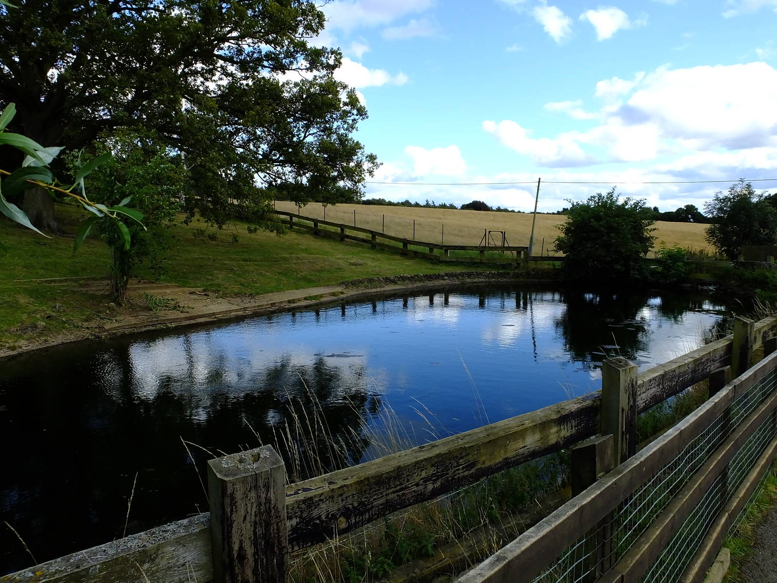 Hippo pool -17/08/14