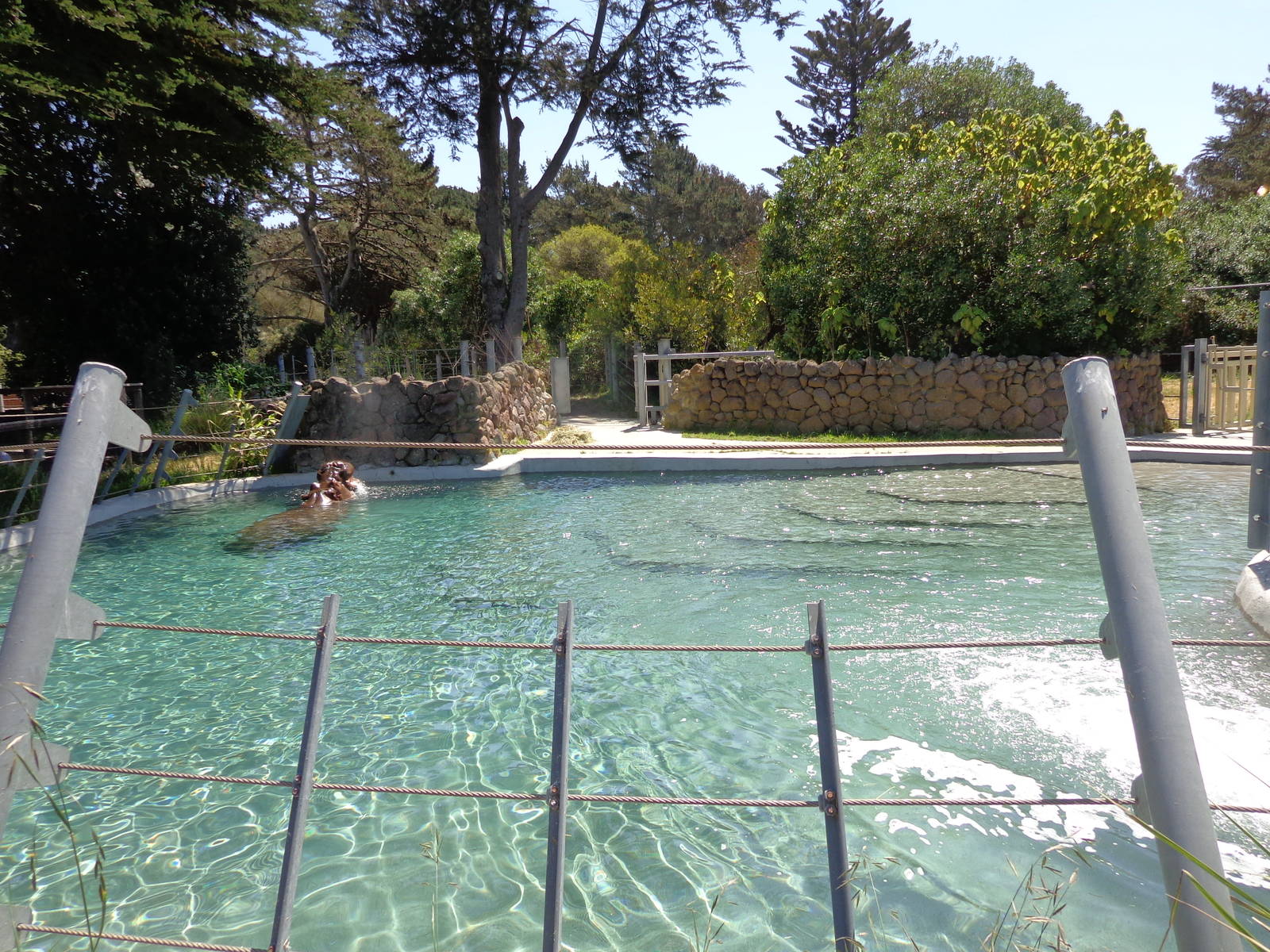 Hippo Pool #2 (2013)