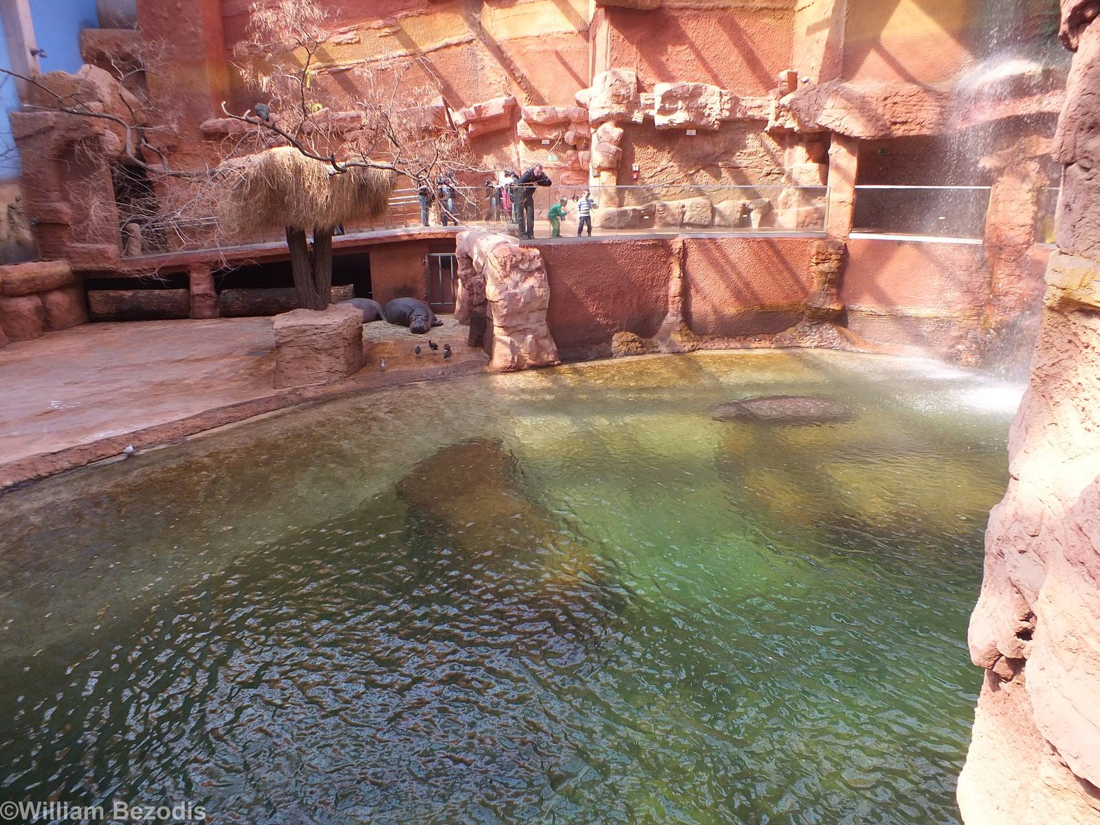 Hippo Pool - Afrykarium