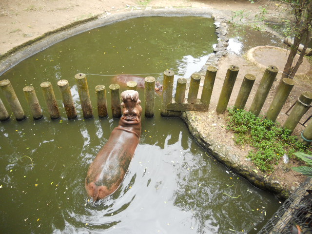 Hippo pool and barrier