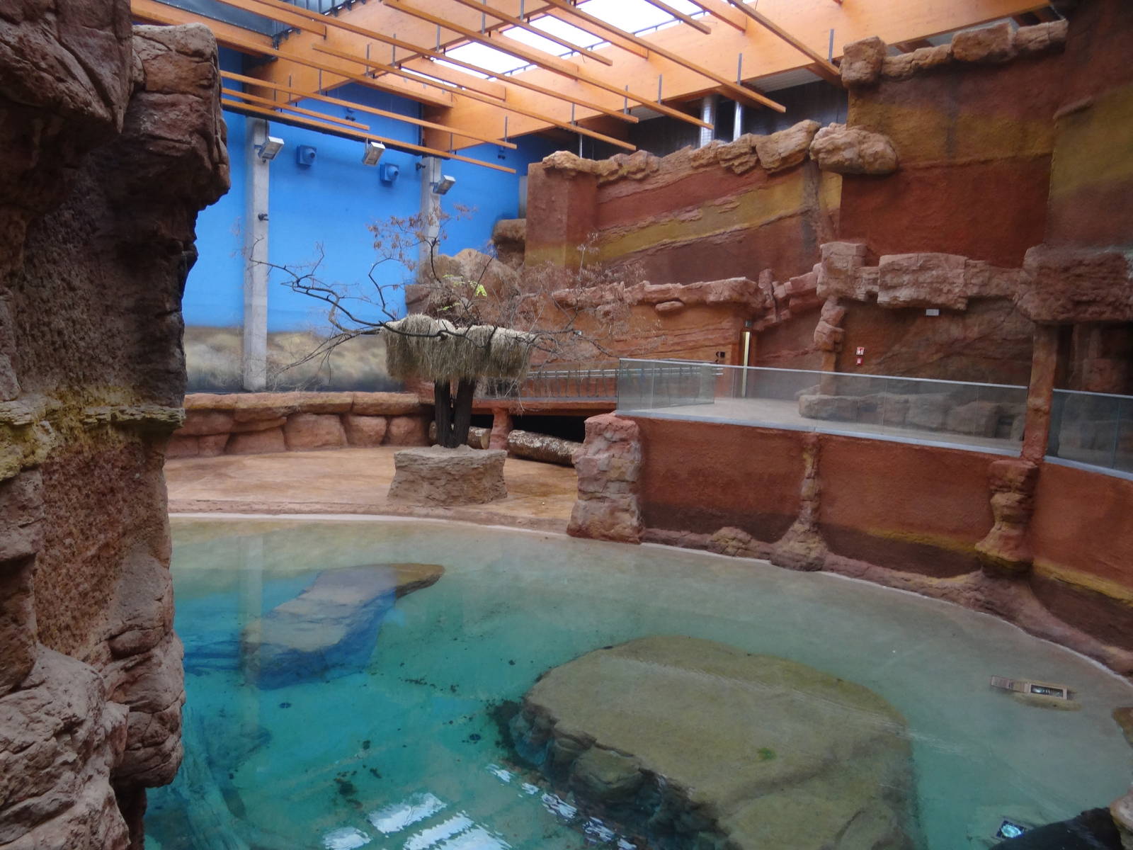 Hippo pool and enclosure