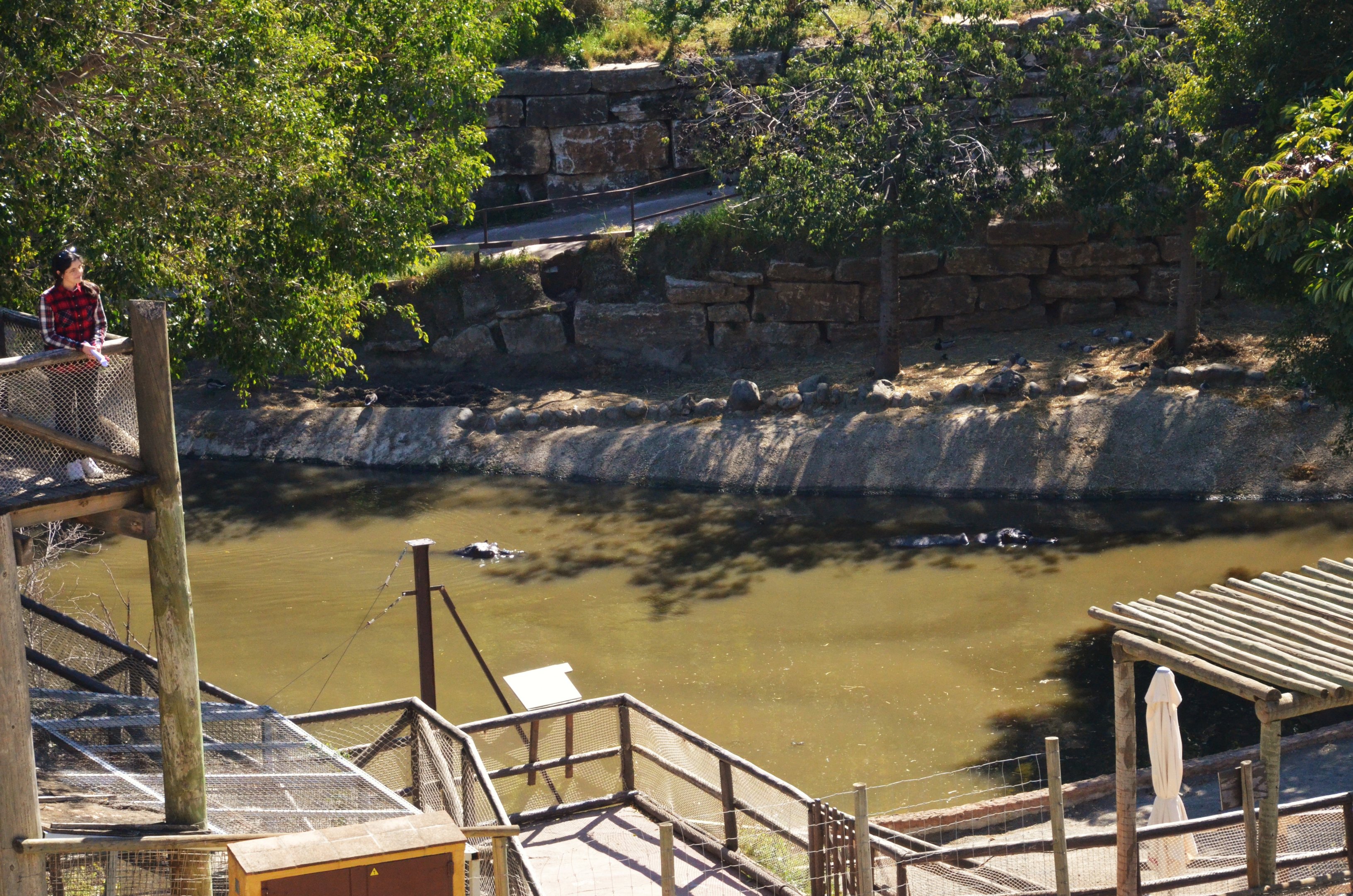 Hippo Pool at Selwo Aventura, 13/03/19