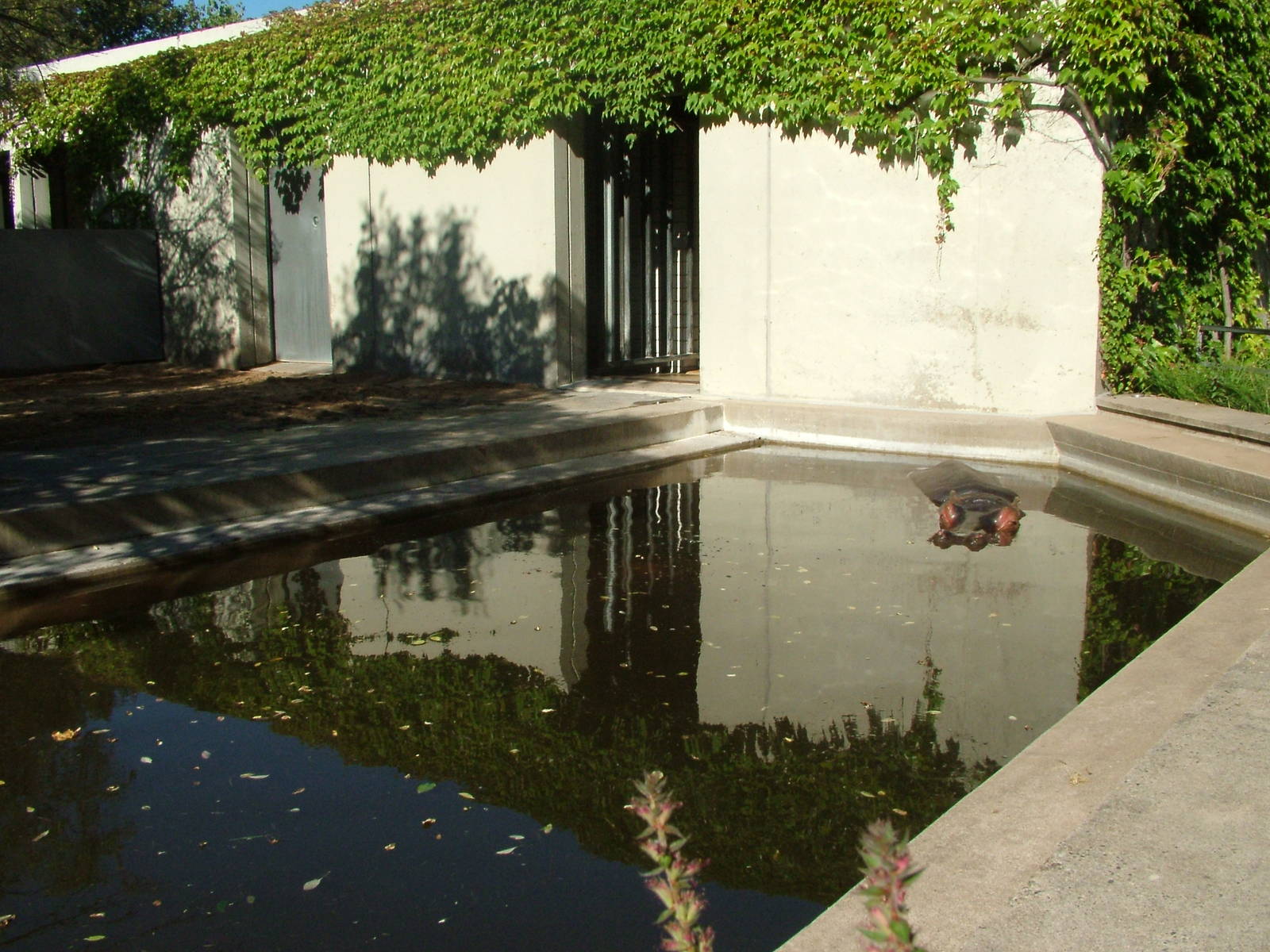 Hippo pool at Wilhelma, Stuttgart 2006