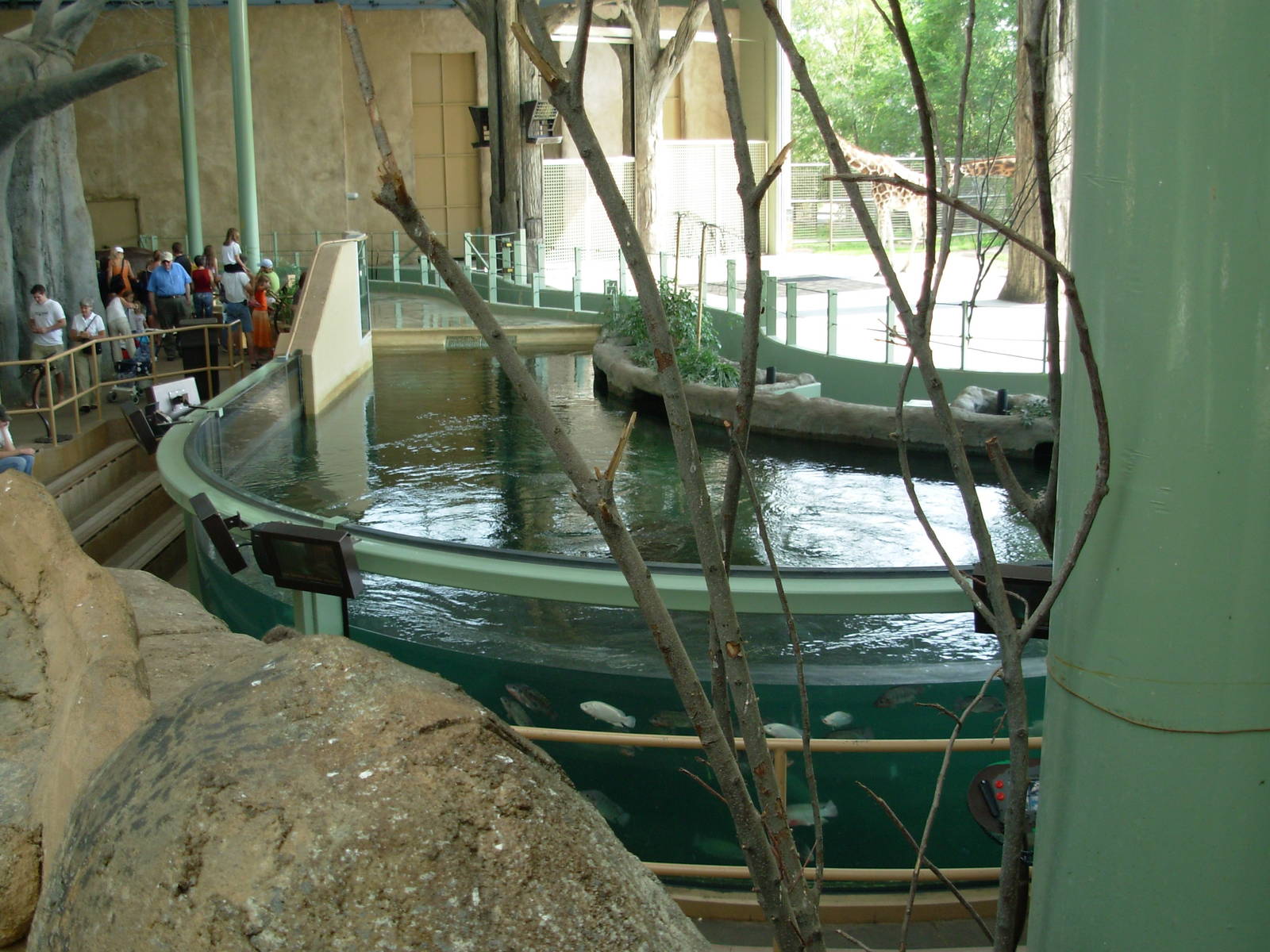 Hippo Pool - Calgary Zoo