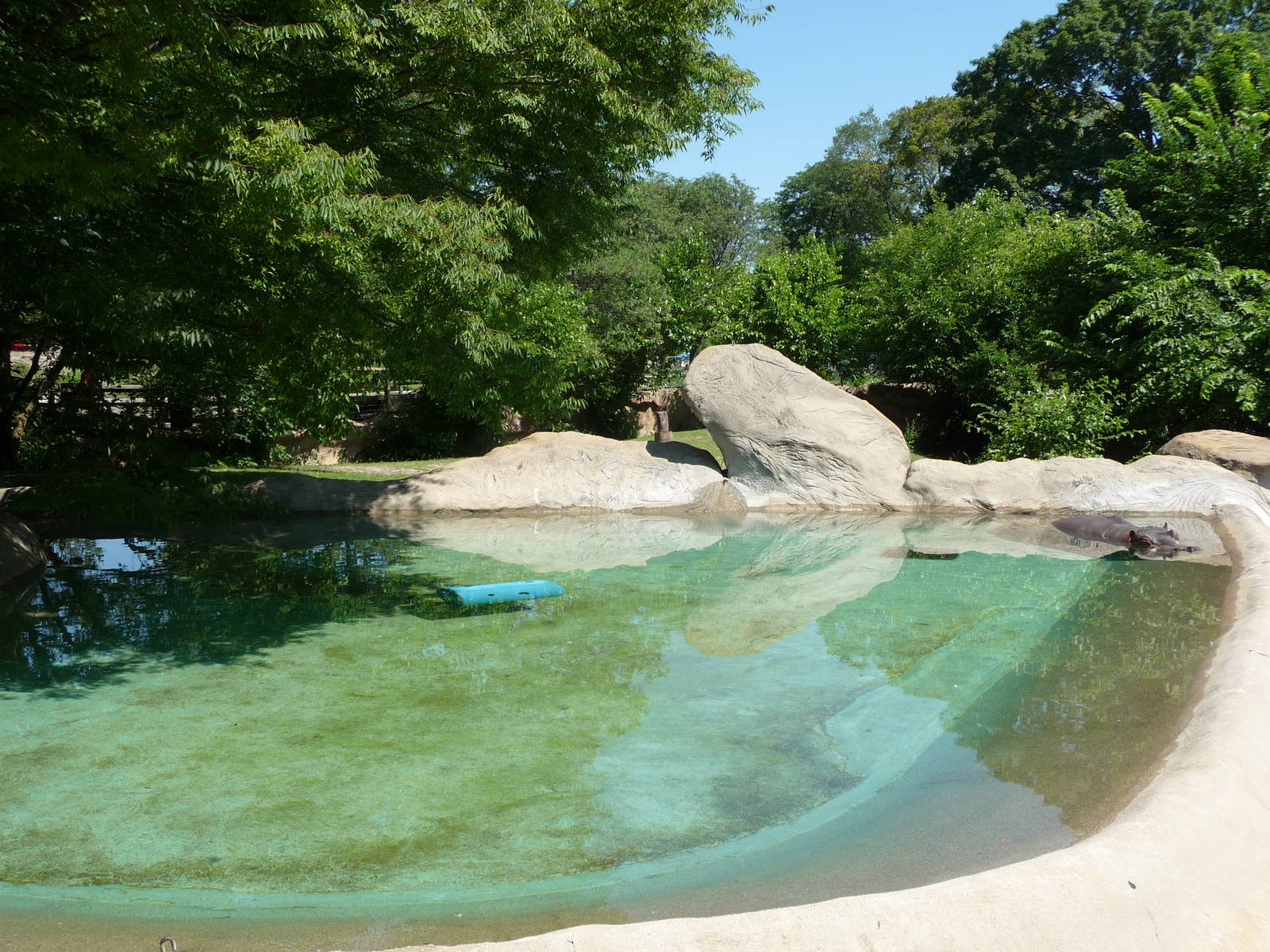 Hippo Pool - Detroit Zoo