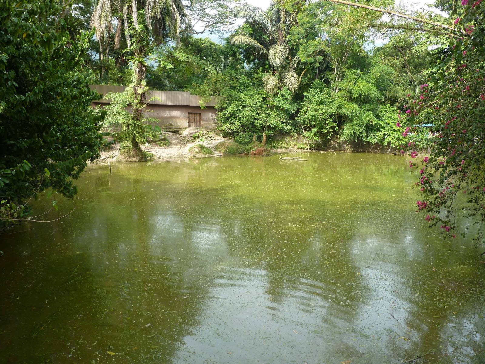 Hippo pool, May 2013