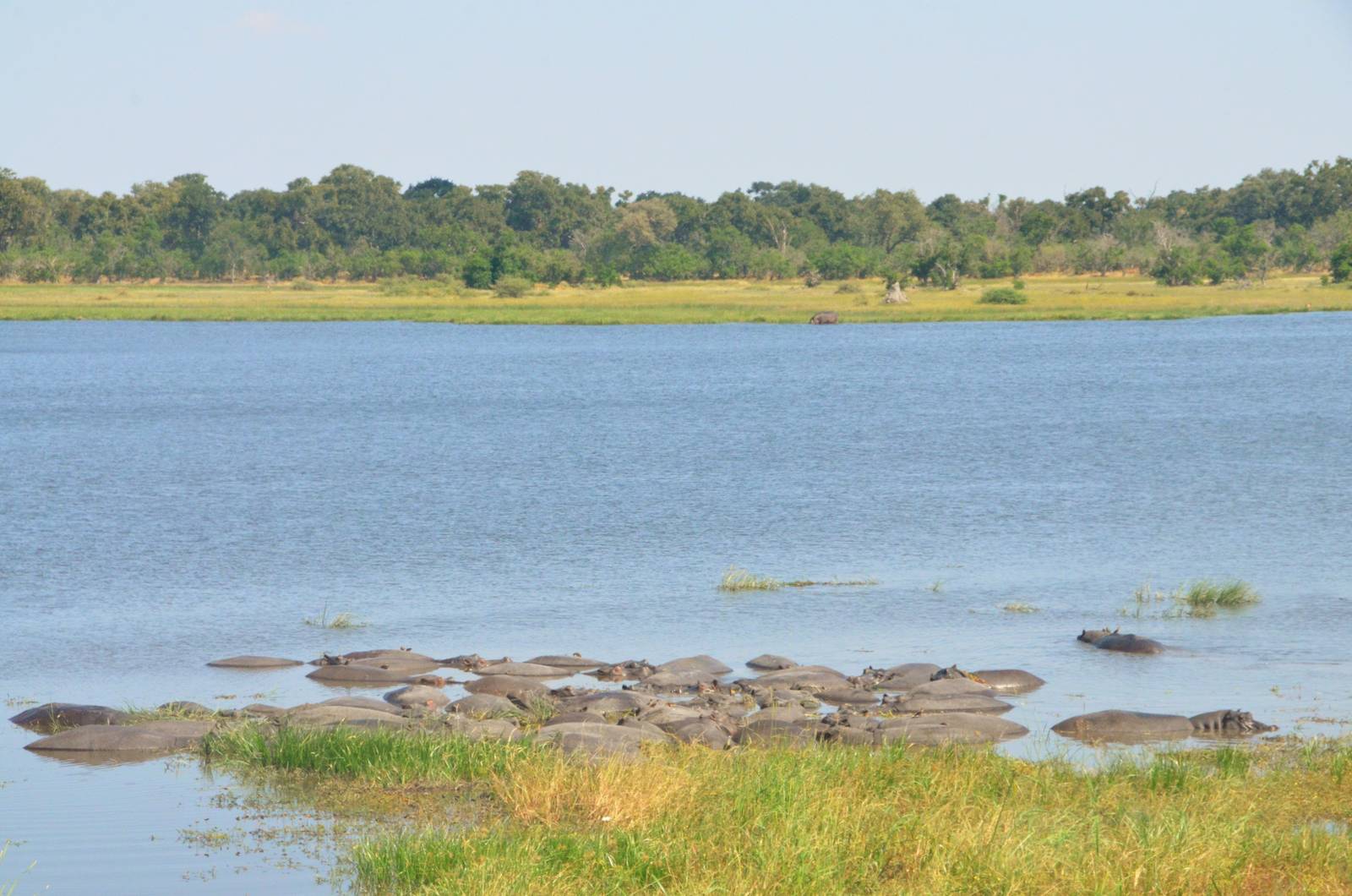 Hippo Pool, Moremi Game Reserve, Botswana, 26/04/16