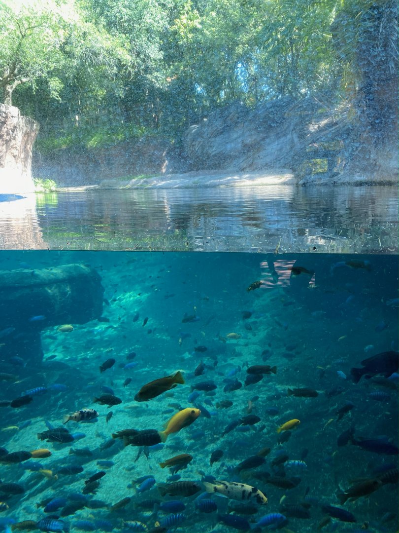 Hippo pool near aviary