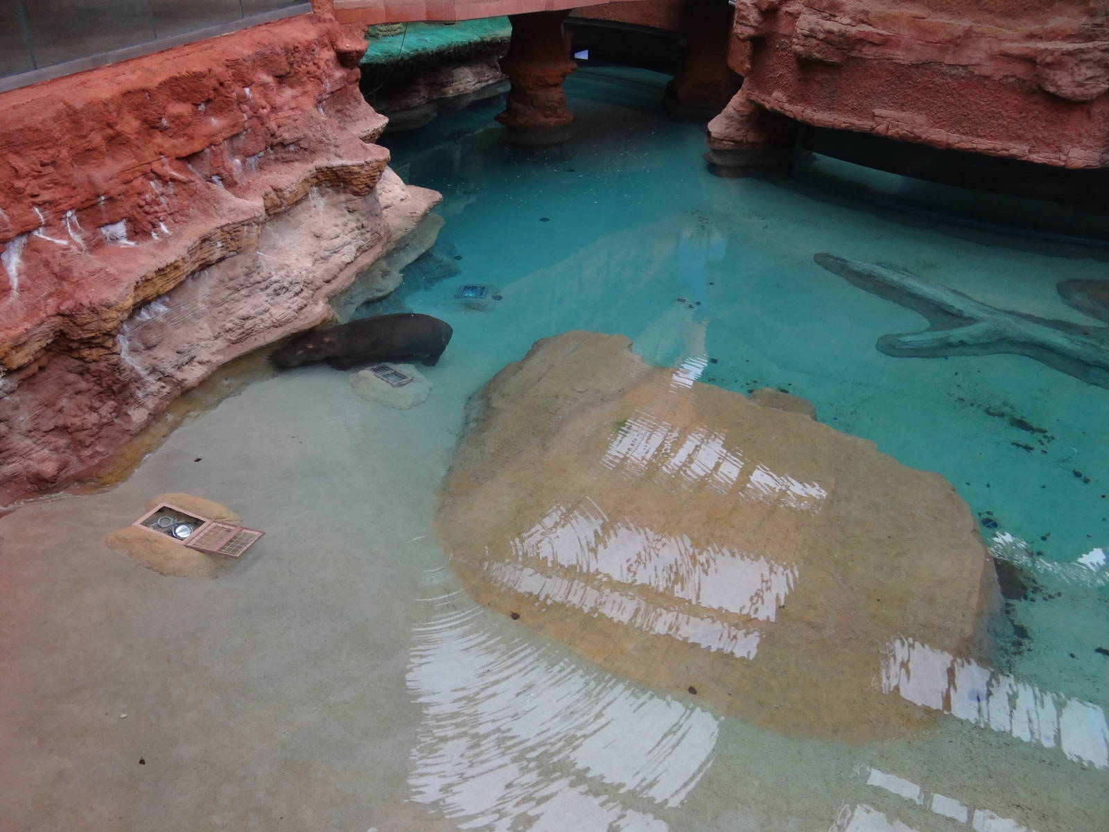 Hippo pool