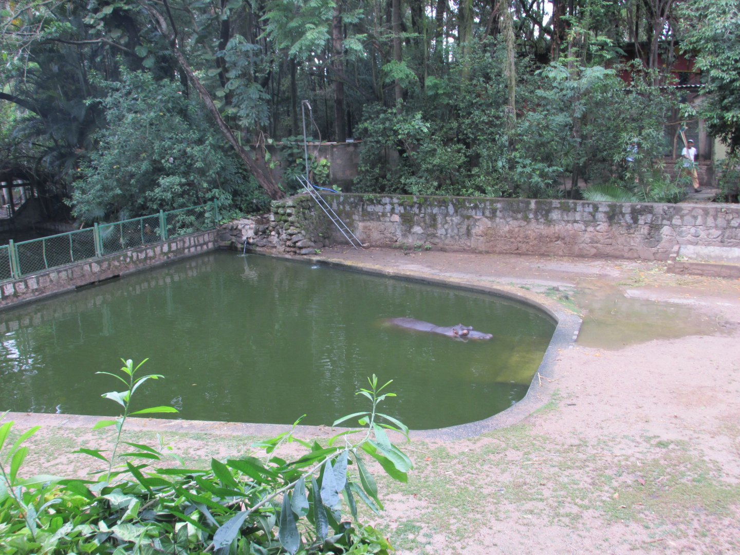 hippo pool