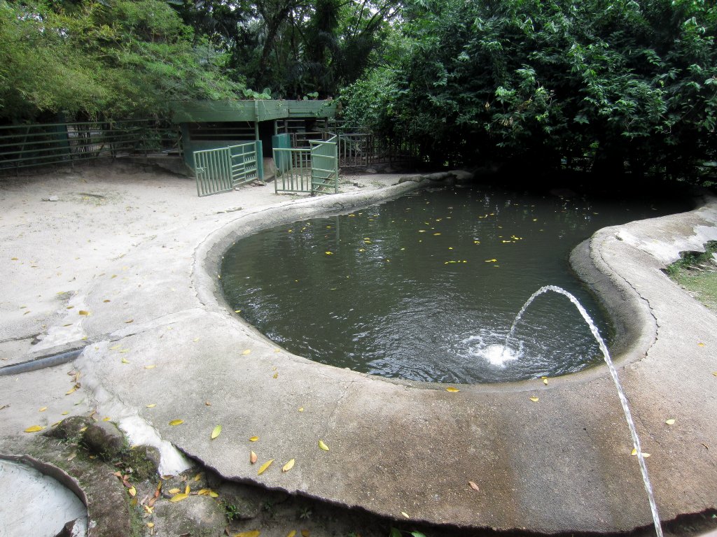 Hippo Pool