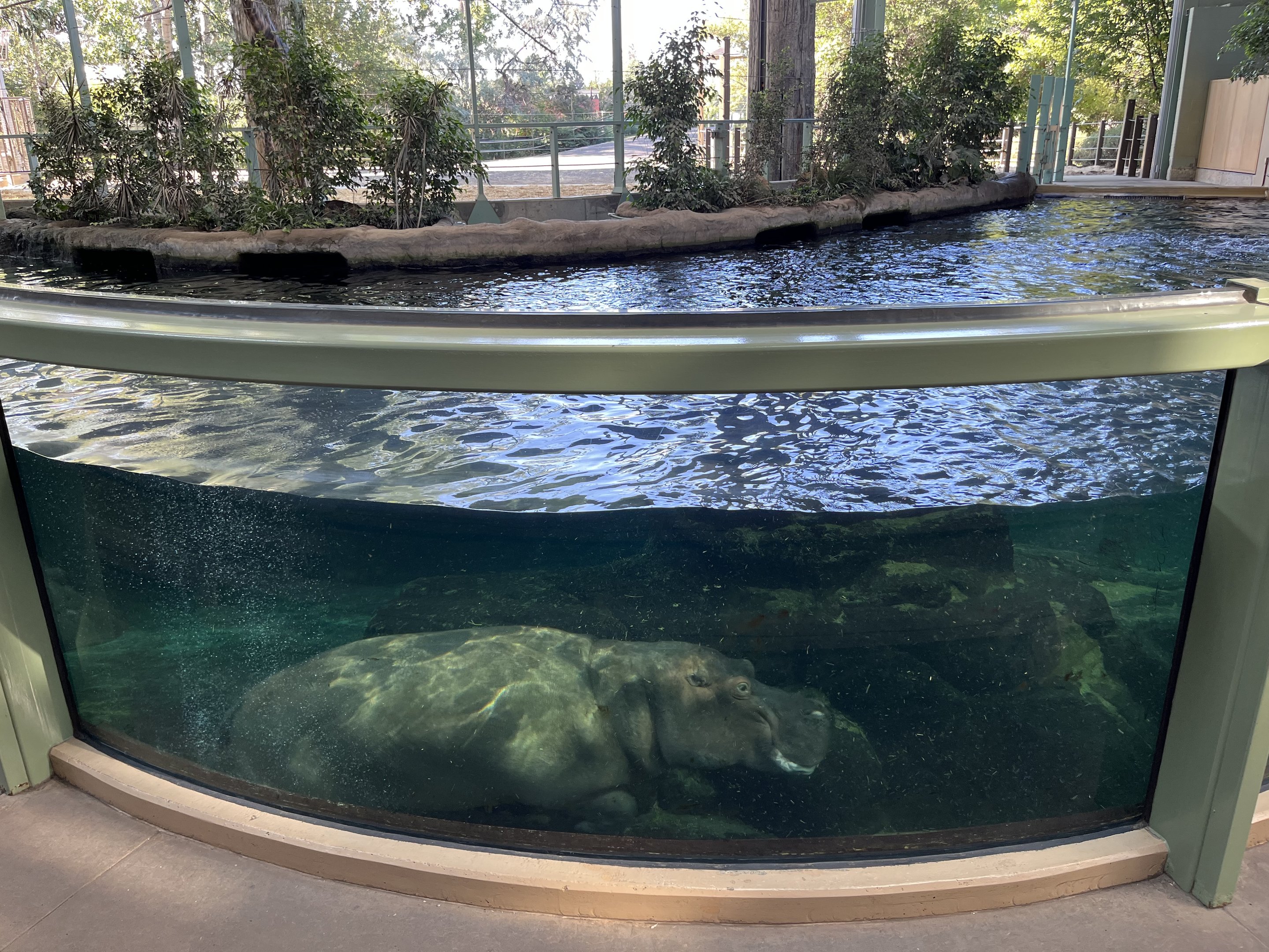 Hippo Pool