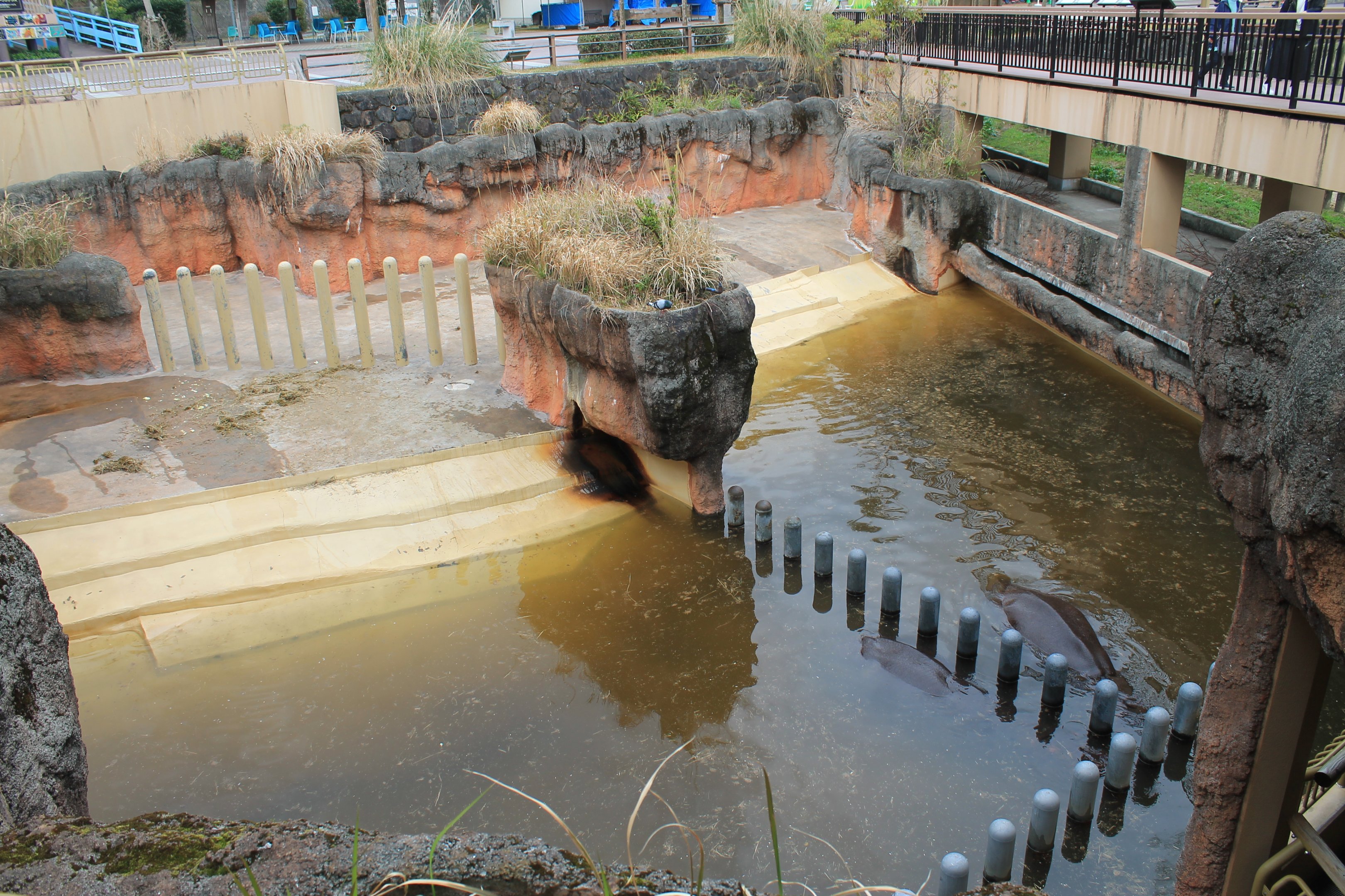 Hippo pools - Hirakawa Zoo (Kagoshima)