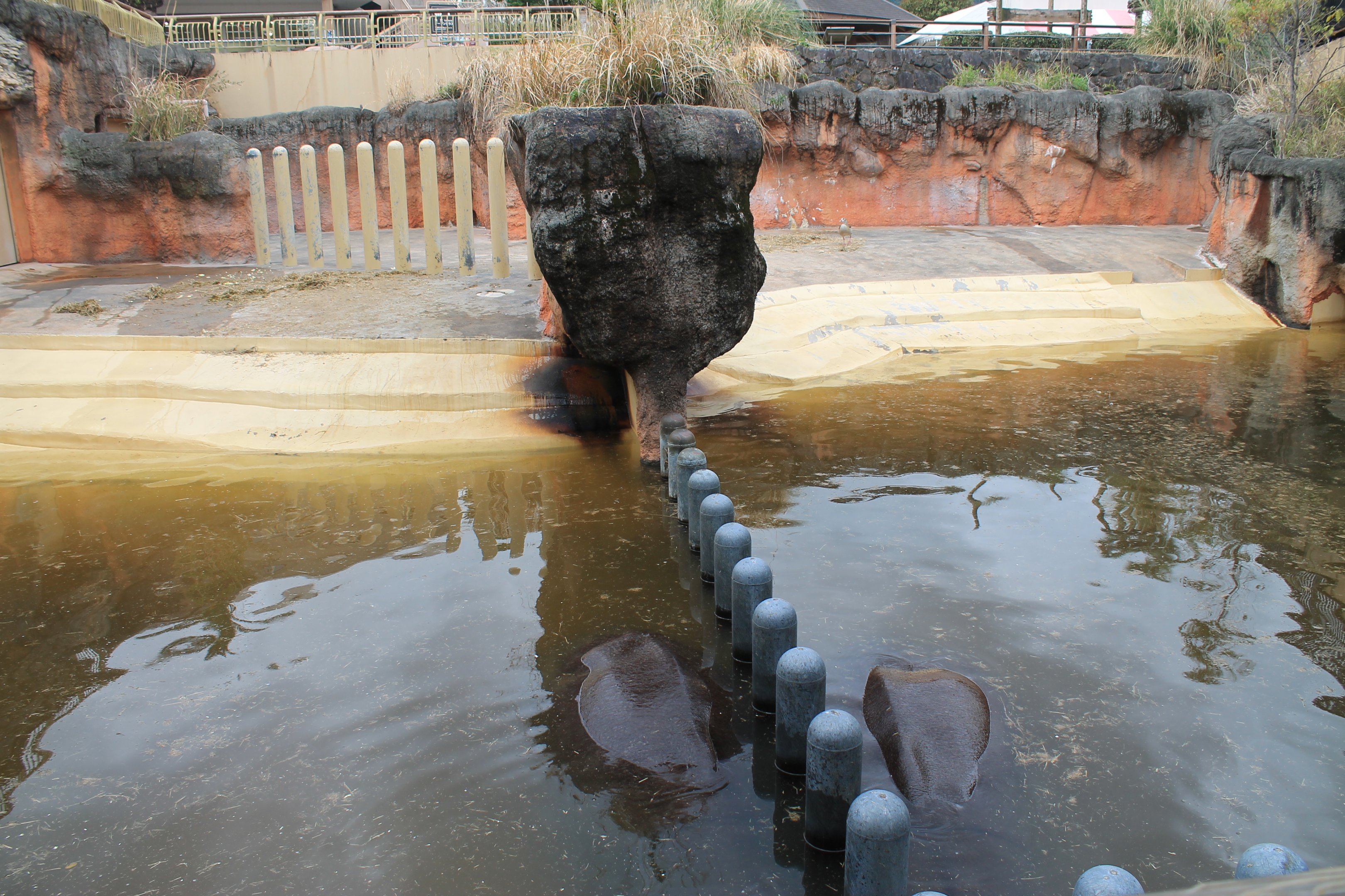Hippo pools - Hirakawa Zoo (Kagoshima)