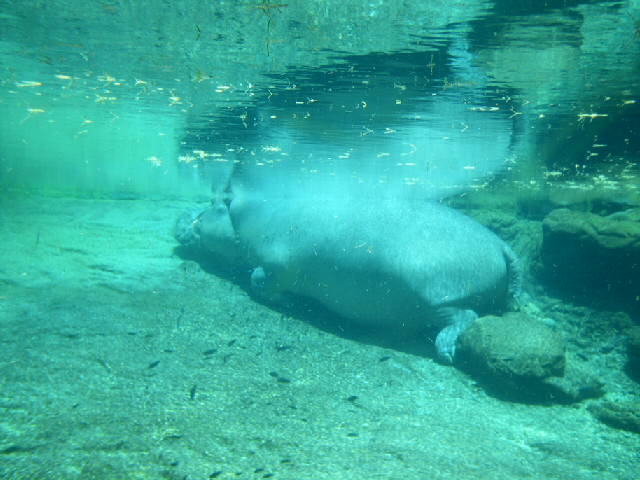 Hippo resting underwater