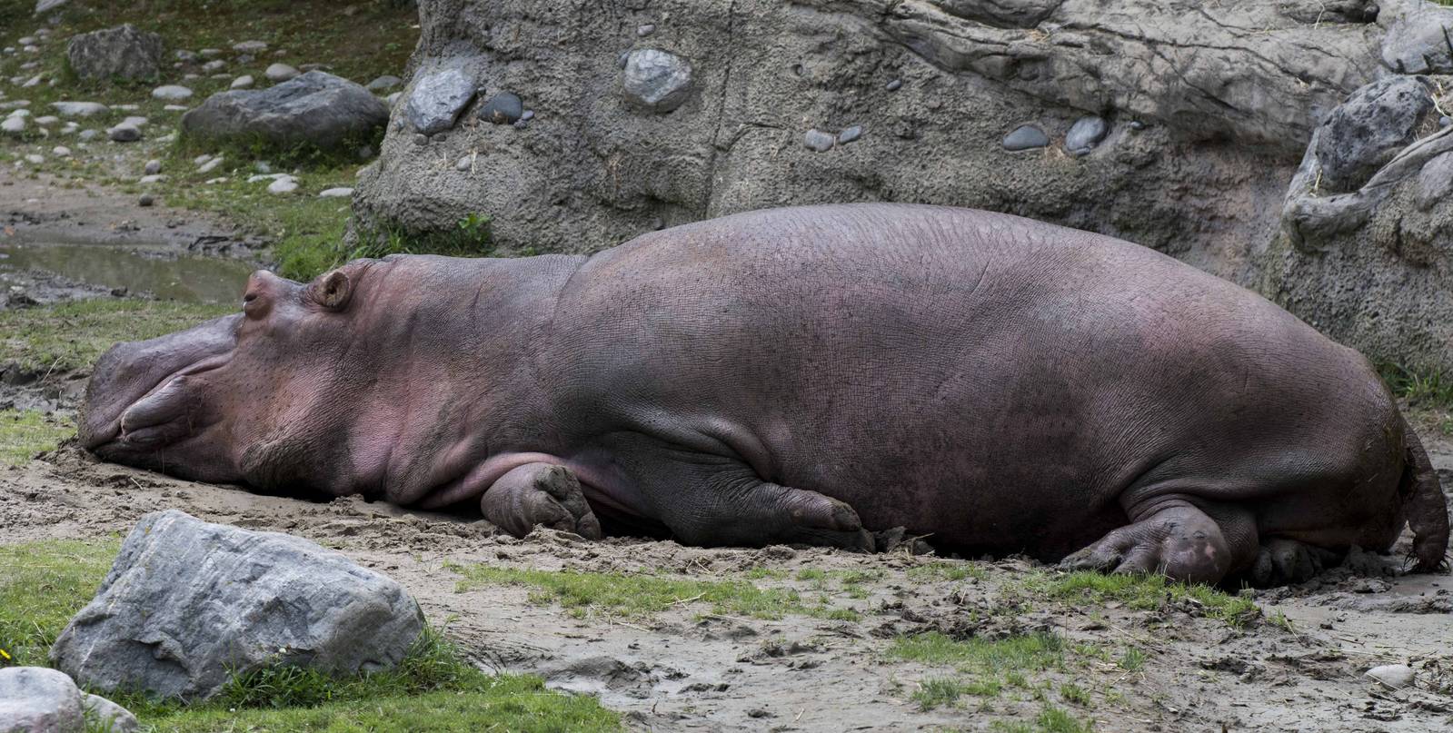 Hippo resting