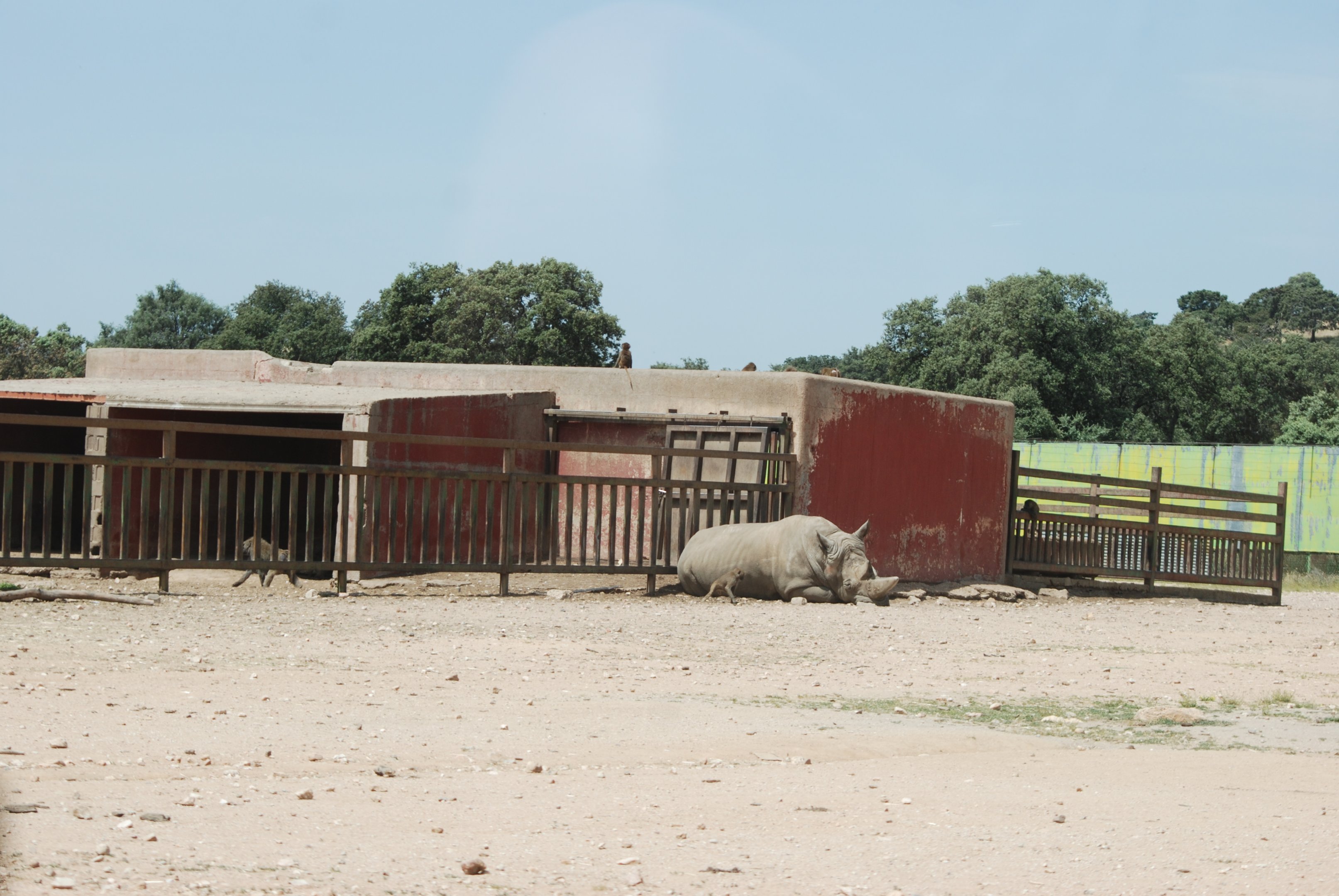 Hippo, Rhino, Zebra, Baboon and American Black Bear Reserve at Safari Madrid, 19th May 2022