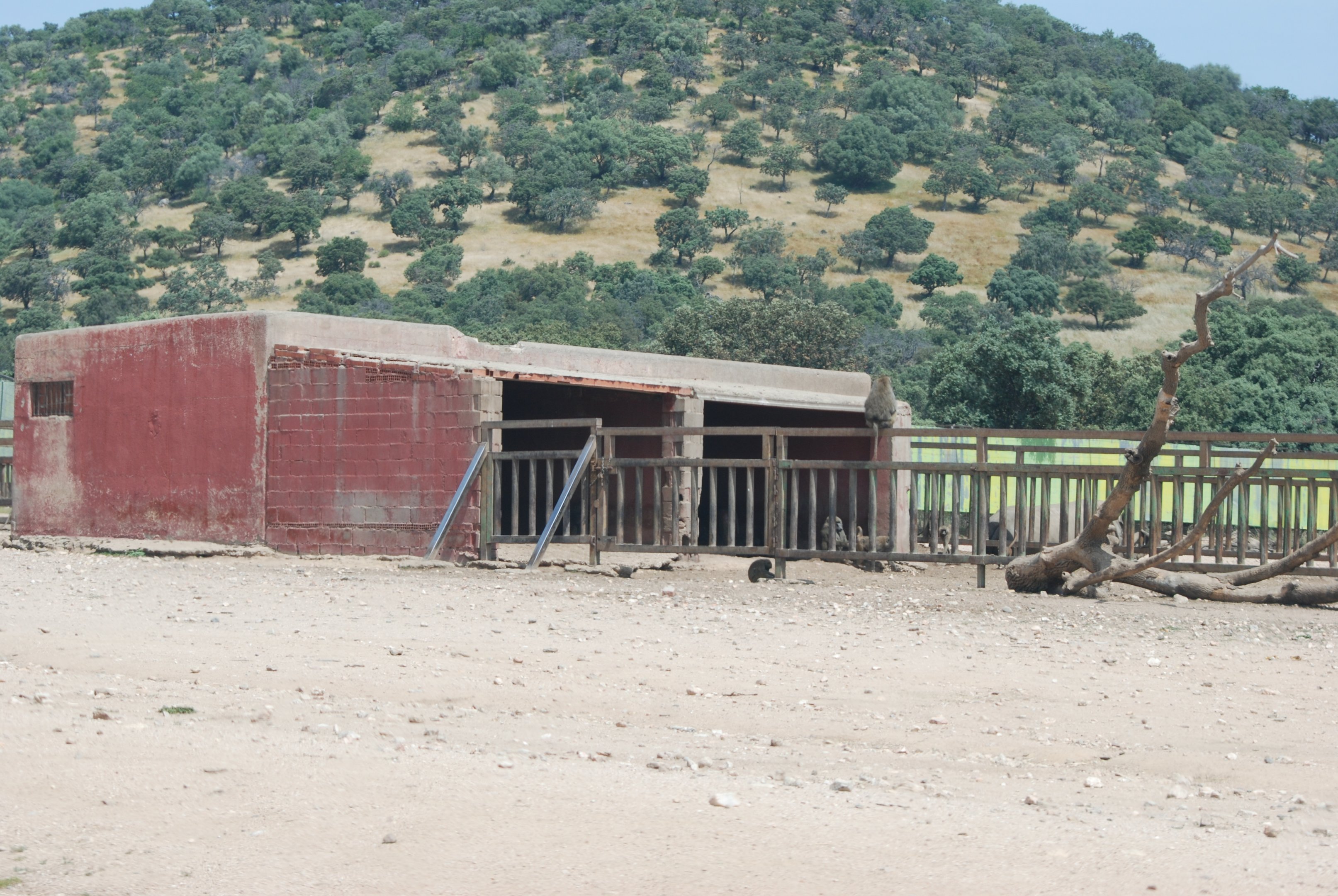 Hippo, Rhino, Zebra, Baboon and American Black Bear Reserve at Safari Madrid, 19th May 2022