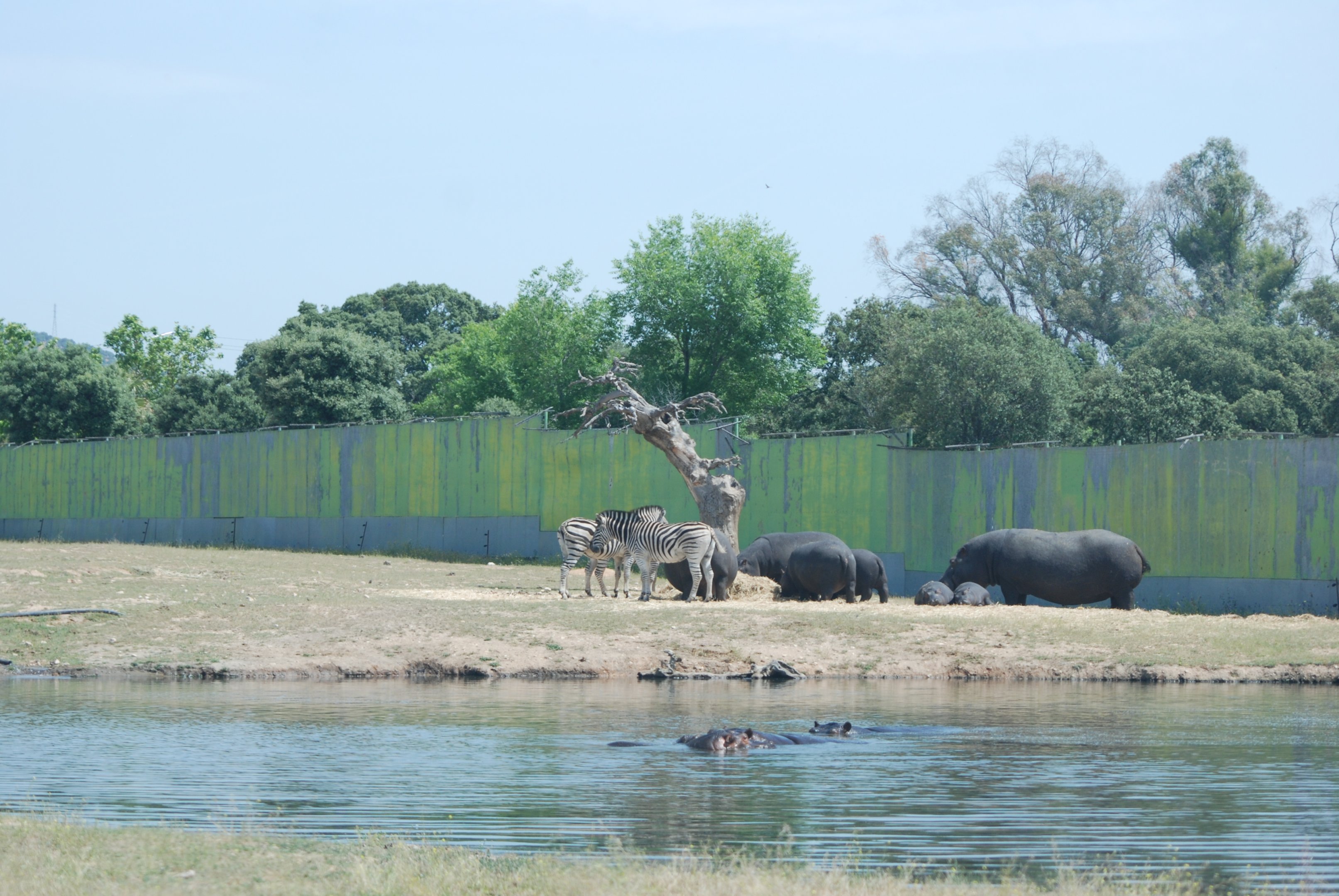 Hippo, Rhino, Zebra, Baboon and American Black Bear Reserve at Safari Madrid, 19th May 2022