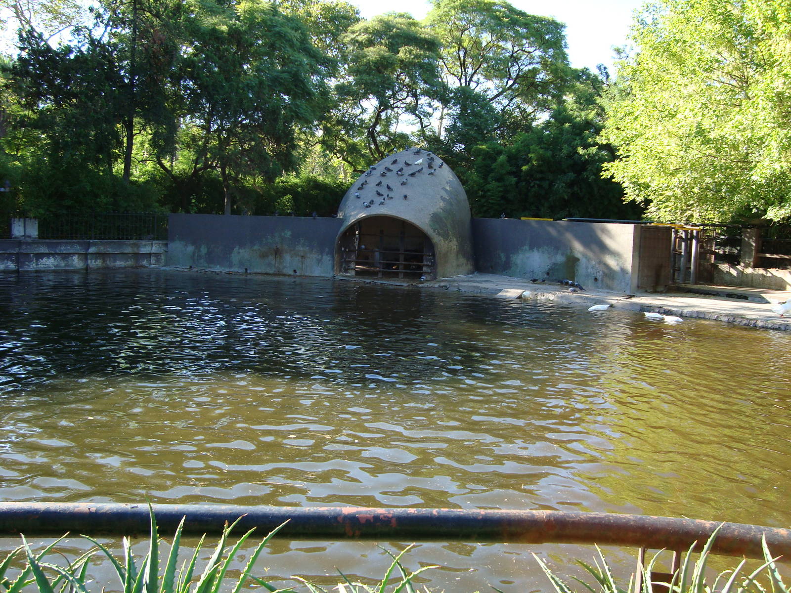 Hippo´s pool