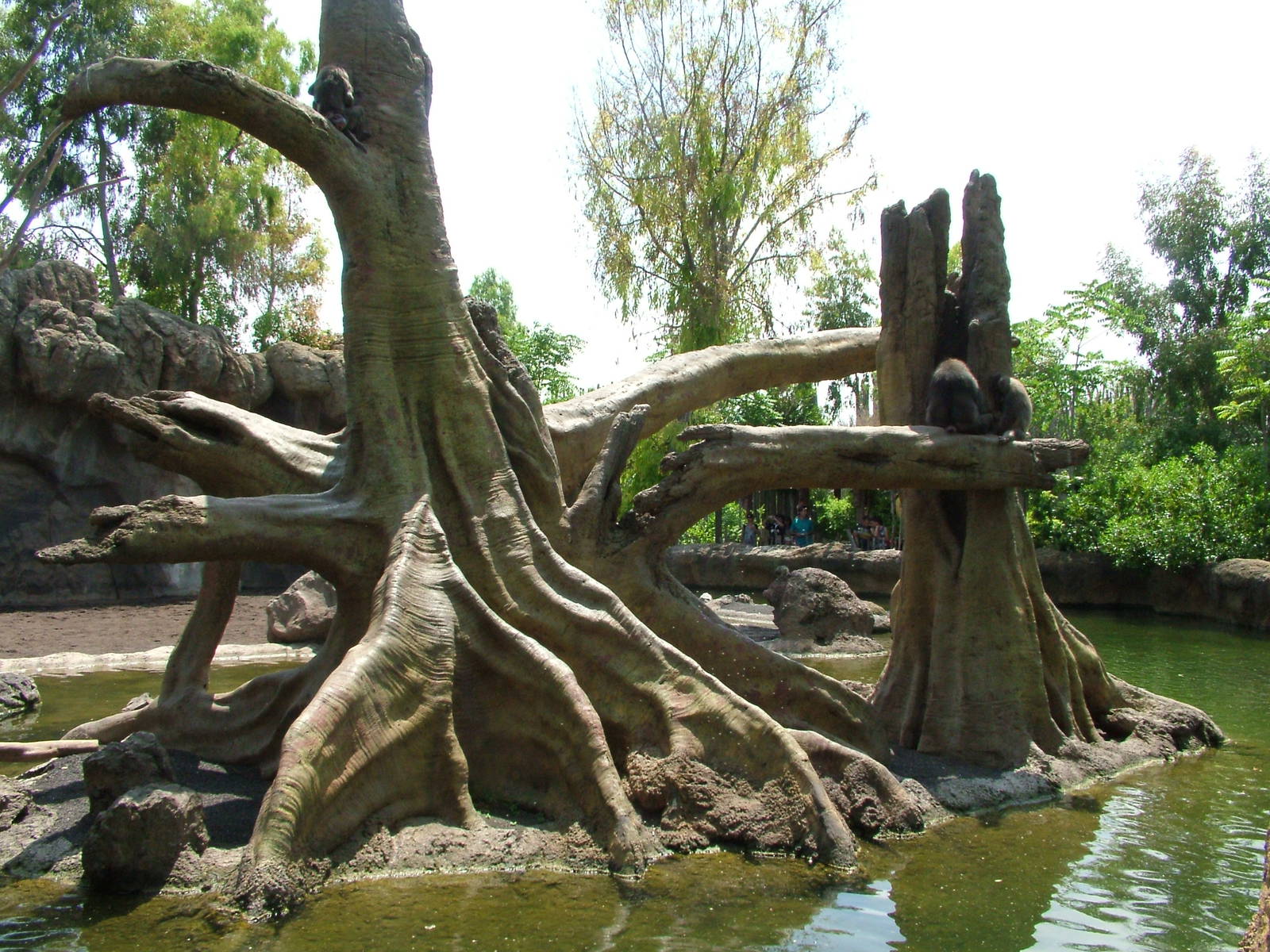 Hippo, Sitatunga and Monkey Exhibit at Bioparc Valencia, 28/05/11