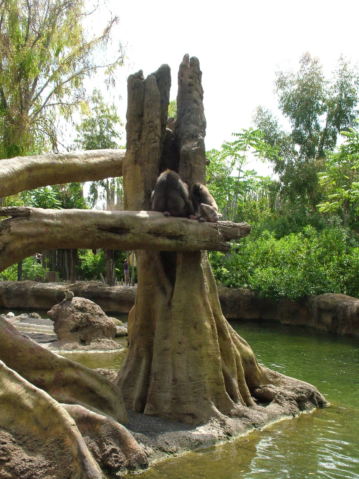Hippo, Sitatunga and Monkey Exhibit at Bioparc Valencia, 28/05/11