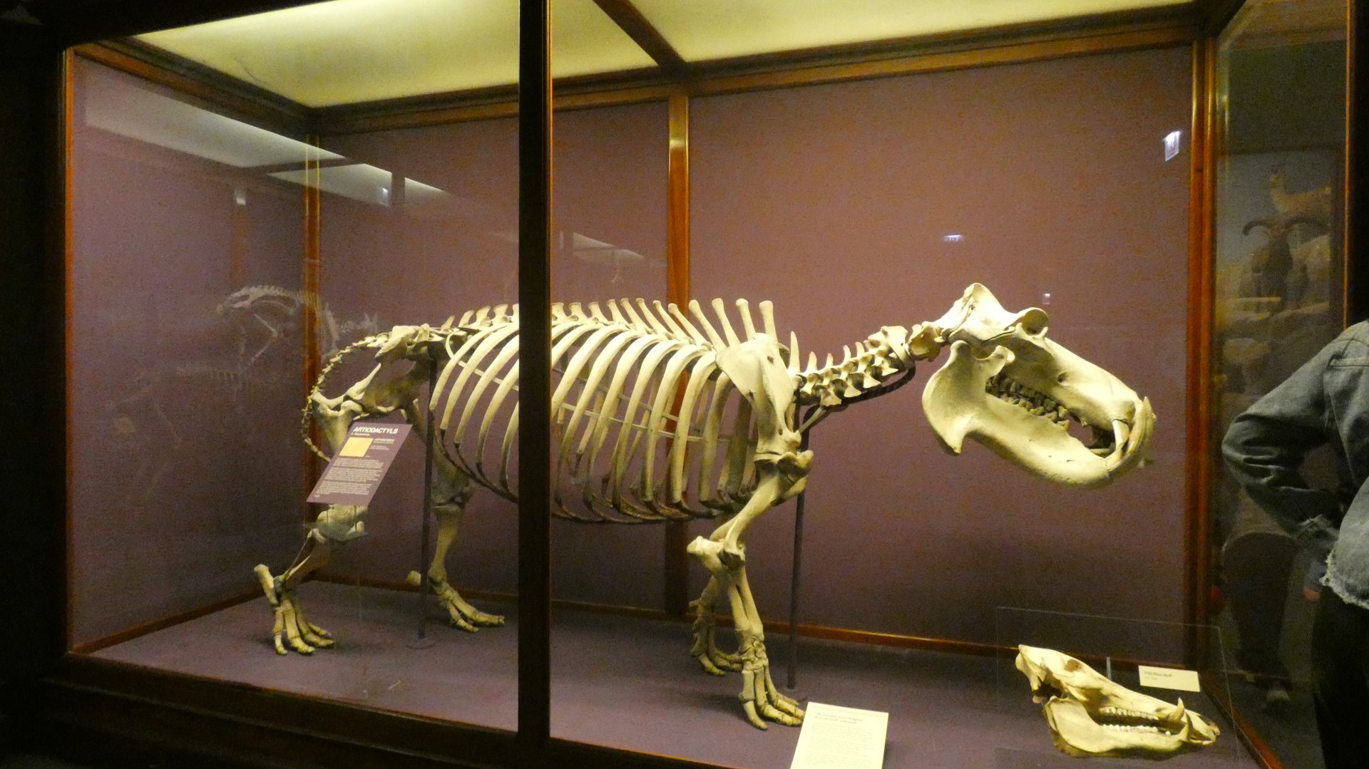 Hippo Skeletal Display, What is an Animal - Feb. 2022