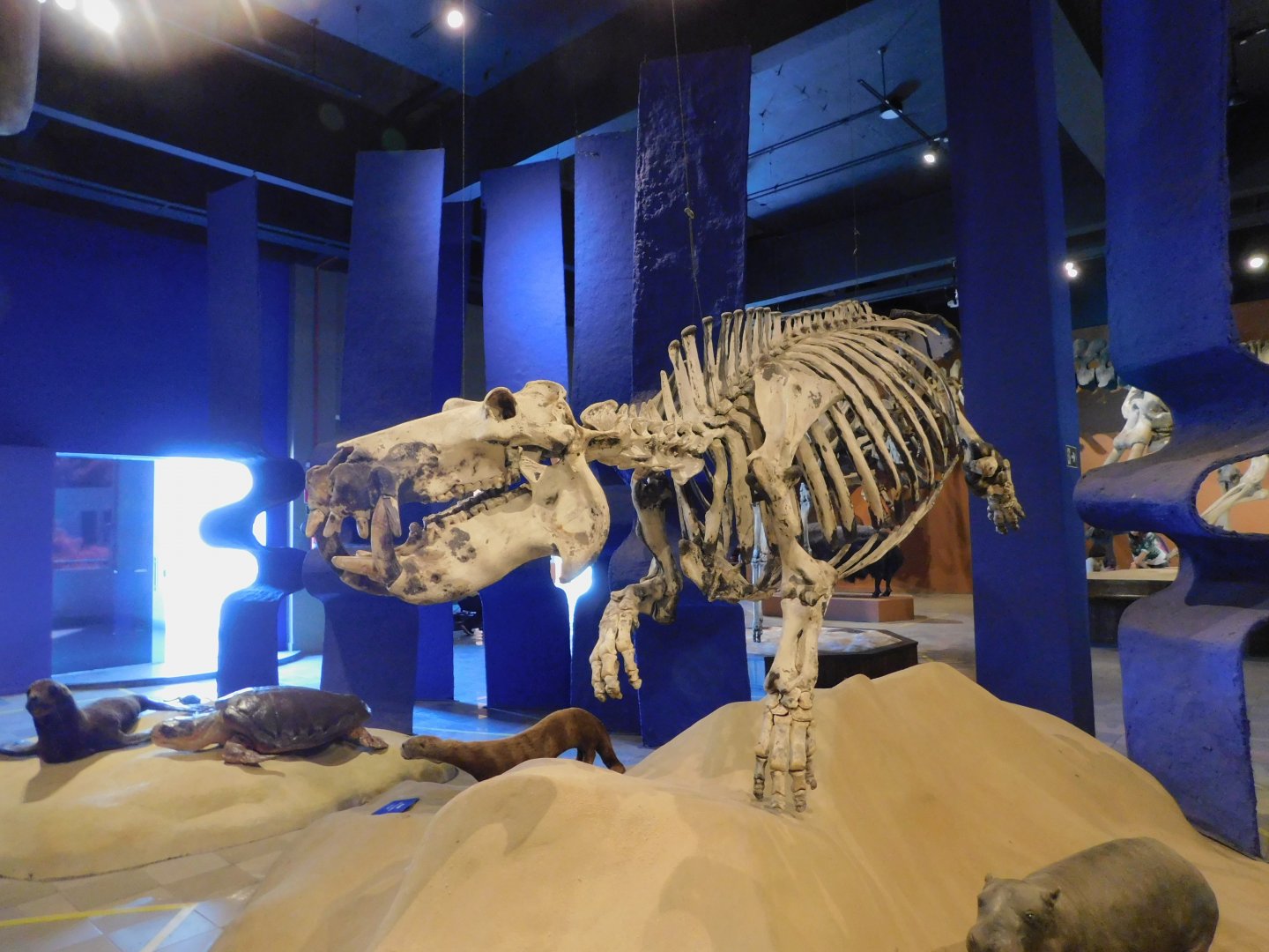 Hippo skeleton - Museum of PUC Minas - Brazil
