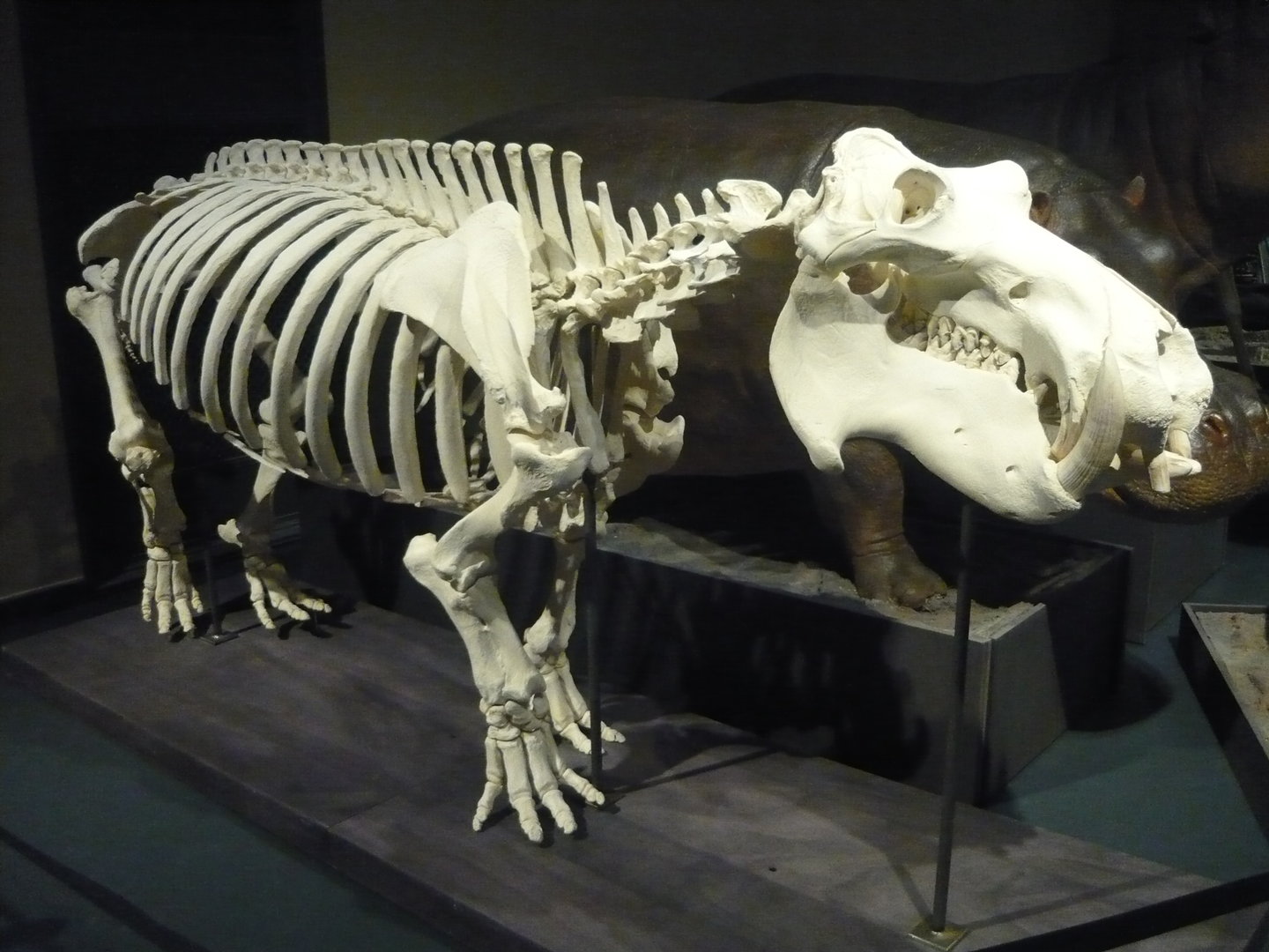 Hippo skeleton