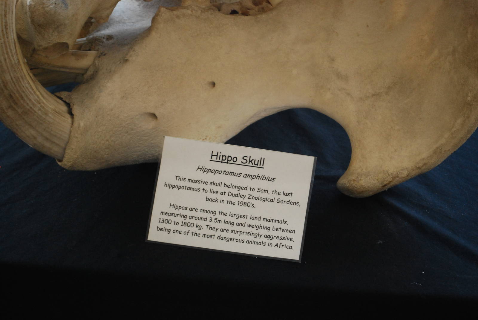 HIPPO SKULL AND DESCRIPTION