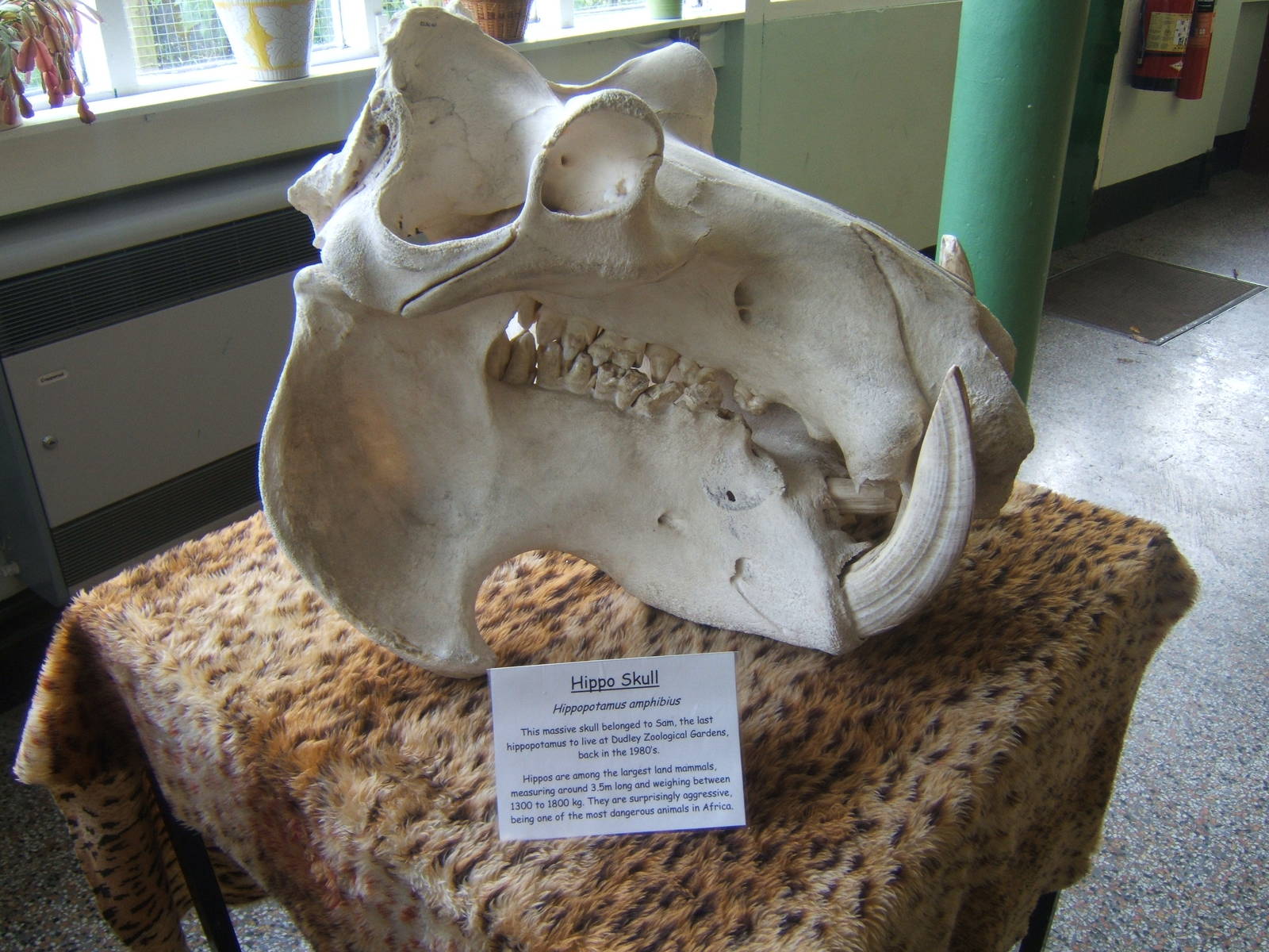 Hippo Skull in Education Room