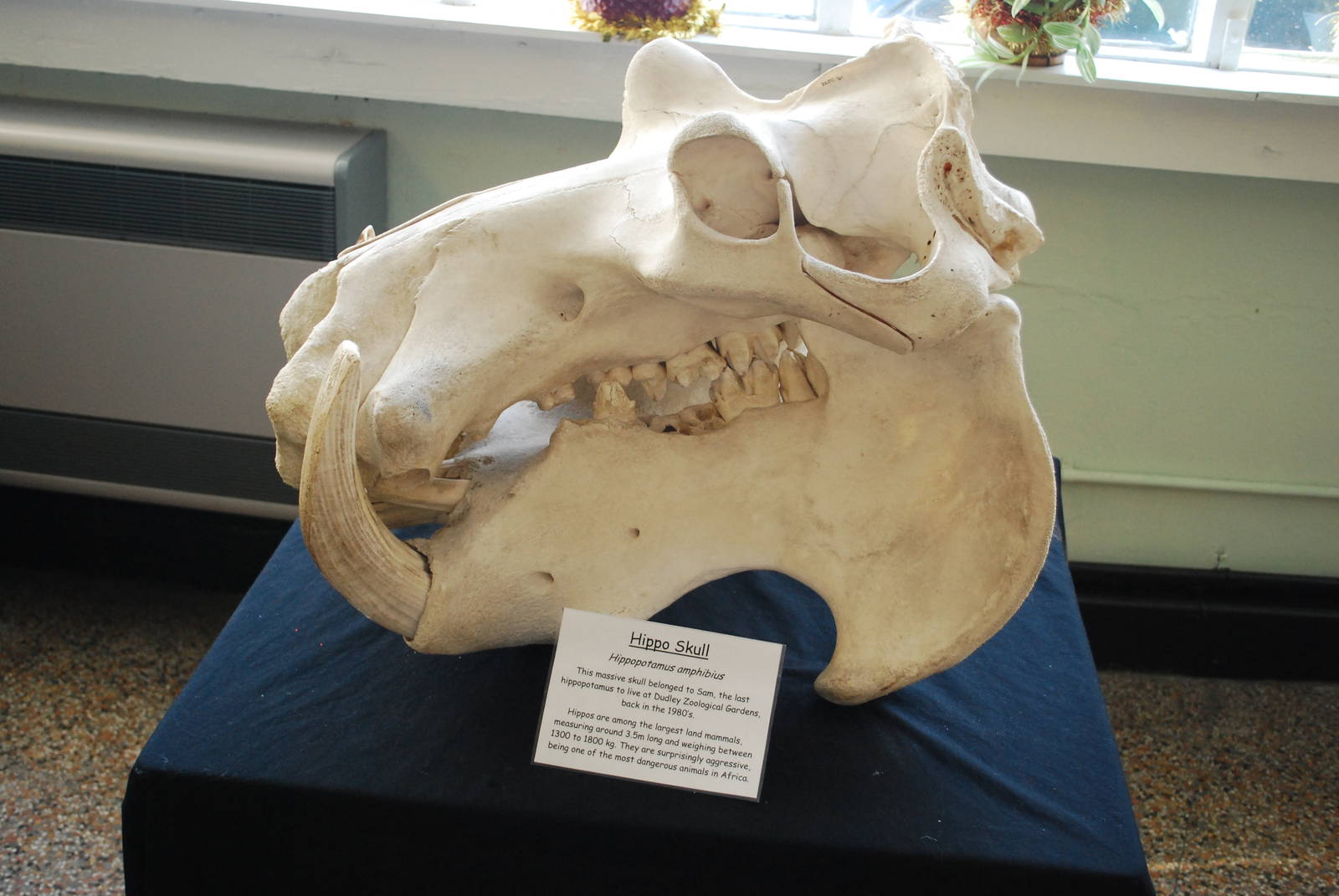 HIPPO SKULL