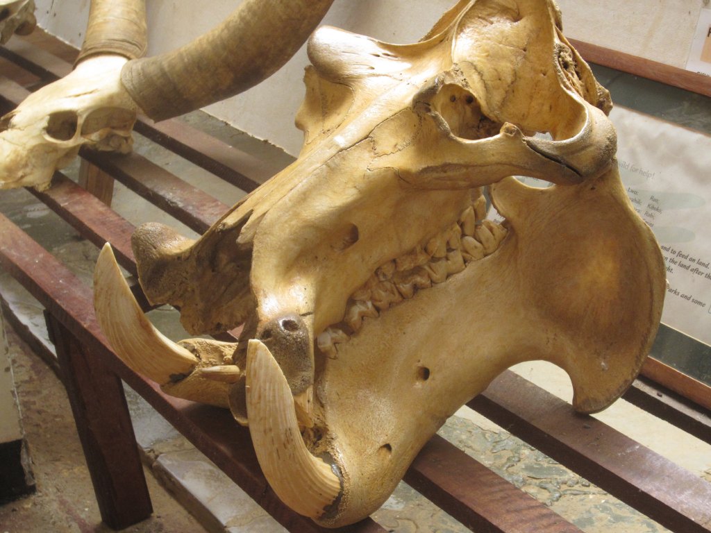 Hippo Skull