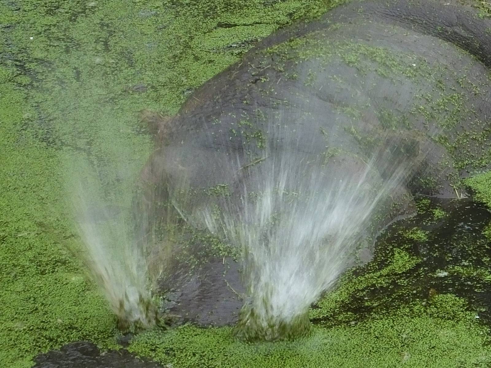 Hippo sneeze