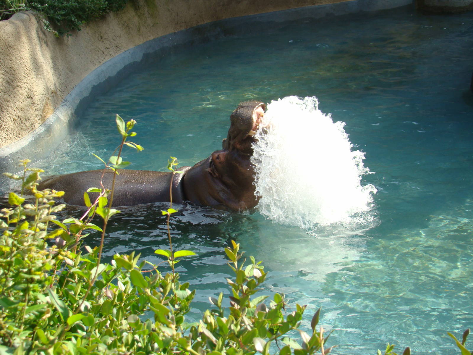 Hippo splashing around