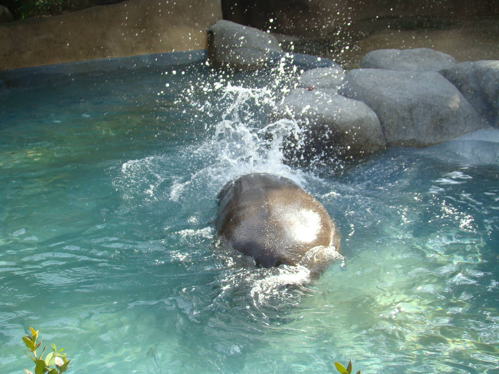 Hippo splashing around