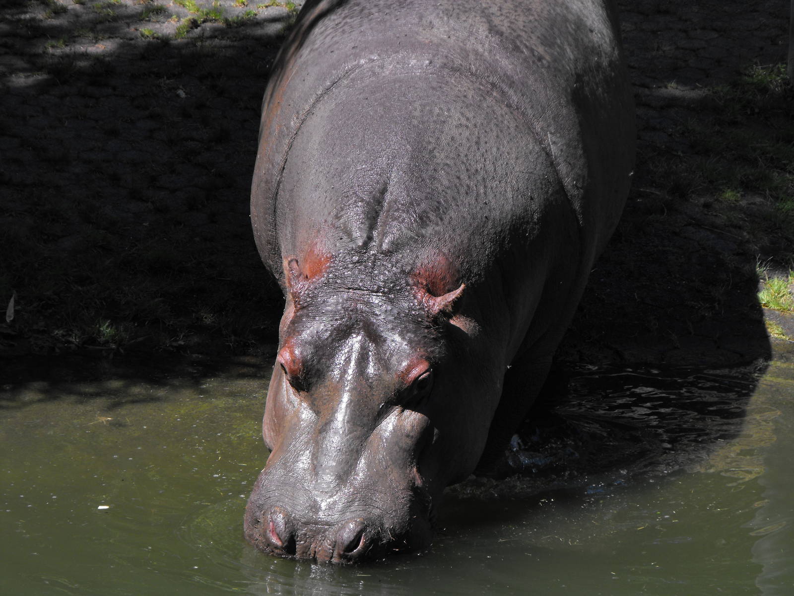 Hippo Submerging