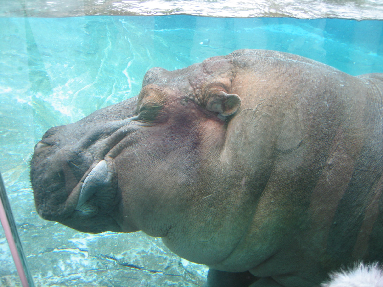 Hippo swimming - Jan 2005