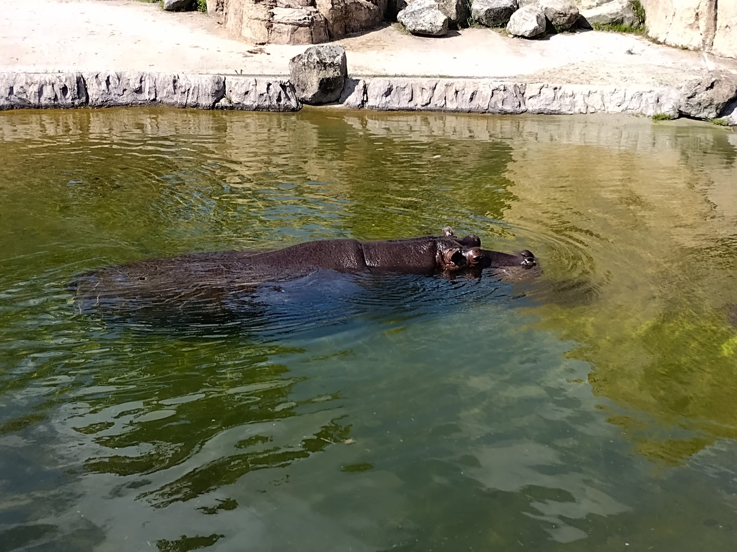 Hippo swimming