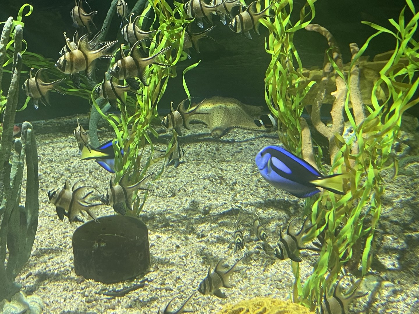hippo tang And banggai cardinalfish
