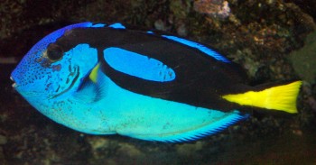 Hippo Tang (Paracanthurus hepatus)