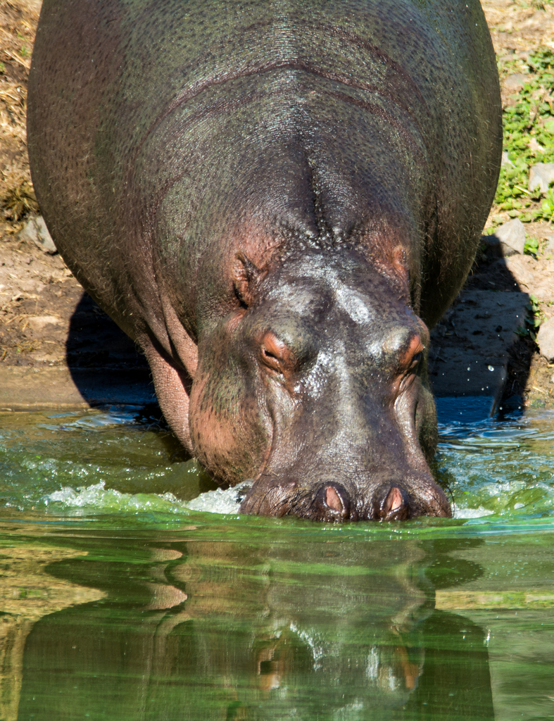 Hippo - Taronga Western Plains Zoo Visit April 2014