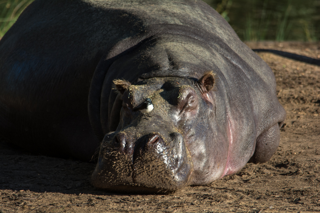 Hippo - Taronga Western Plains Zoo Visit April 2014