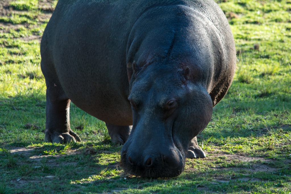Hippo - Taronga Western Plains Zoo Visit April 2014