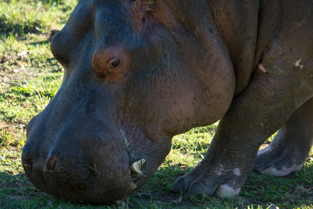 Hippo - Taronga Western Plains Zoo Visit April 2014