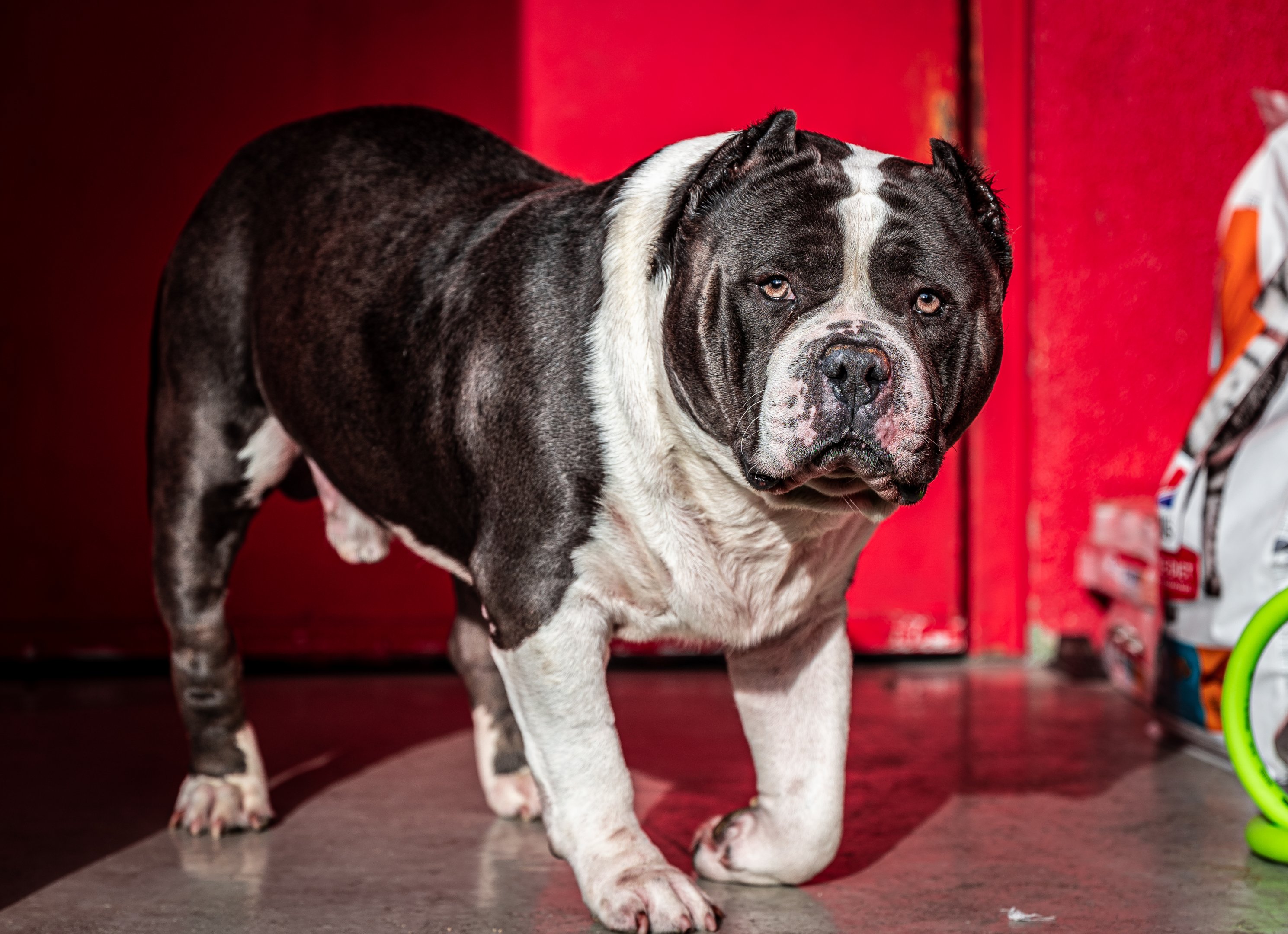 Hippo the rescue pit bull