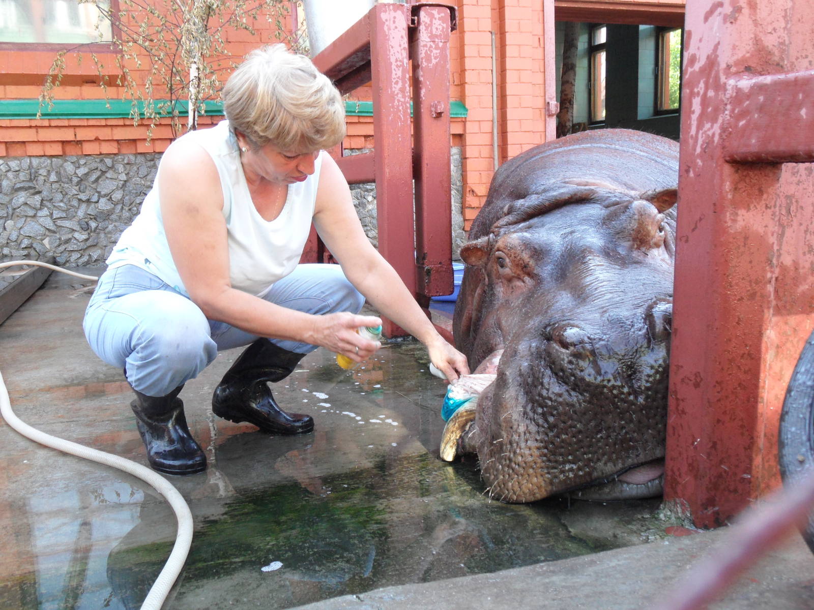 Hippo treatment