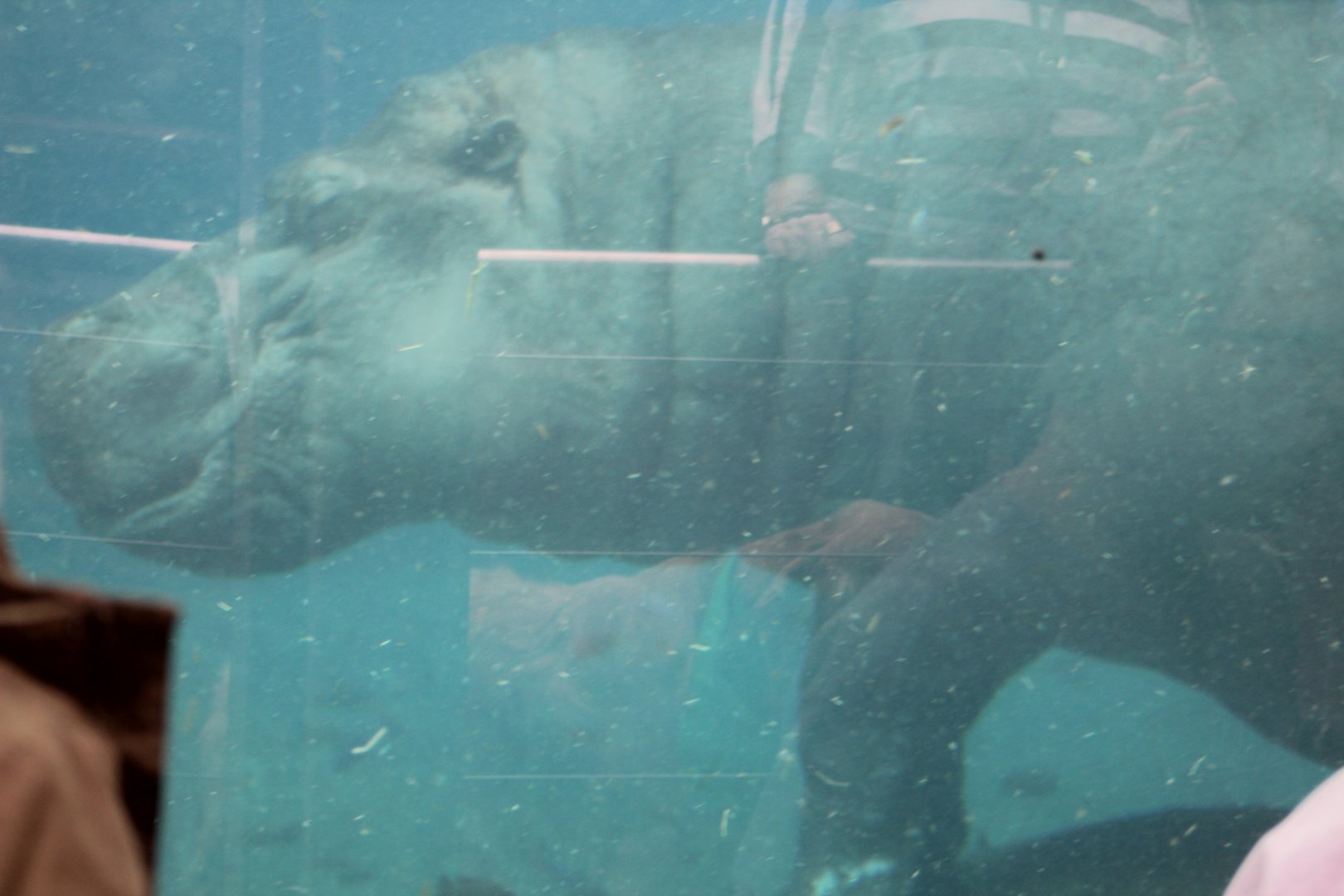 Hippo Underwater - Ituri Forest